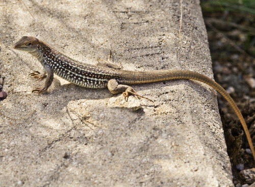 Lizard